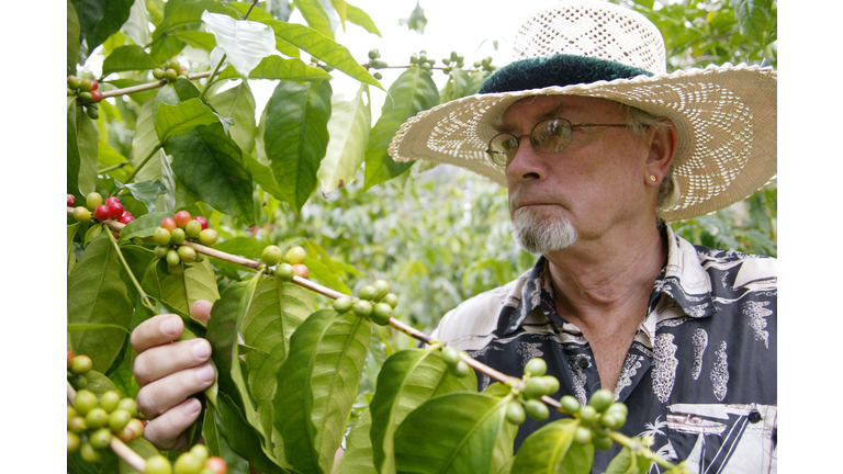 Kona Coffee Growers Raise Concern Over Genetically Modified Coffee Stock