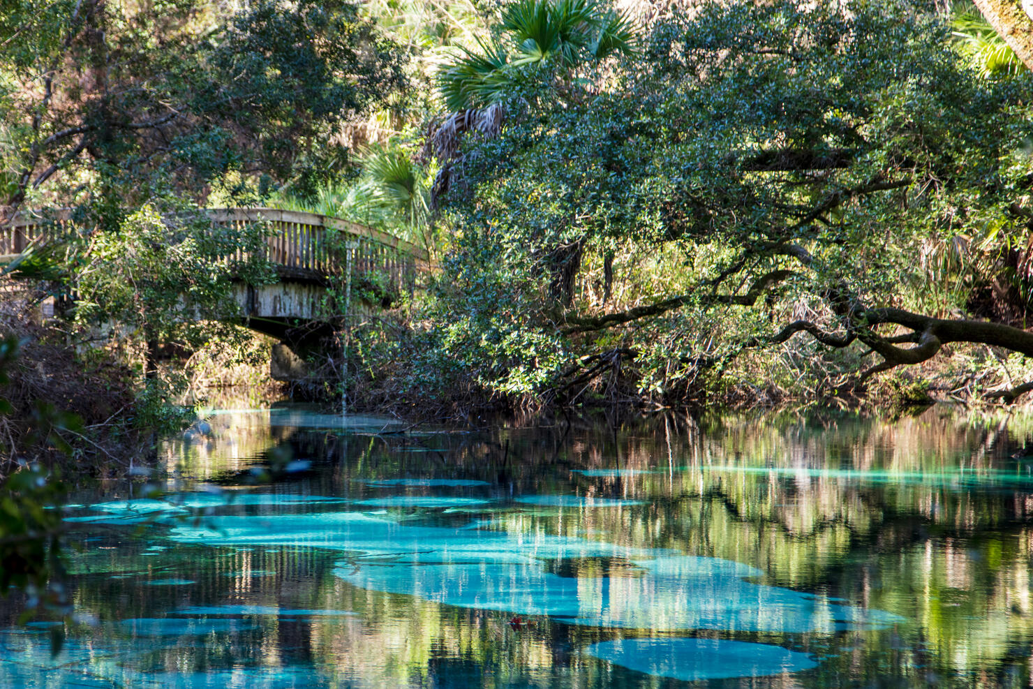 Juniper Springs with Wooden Bridge