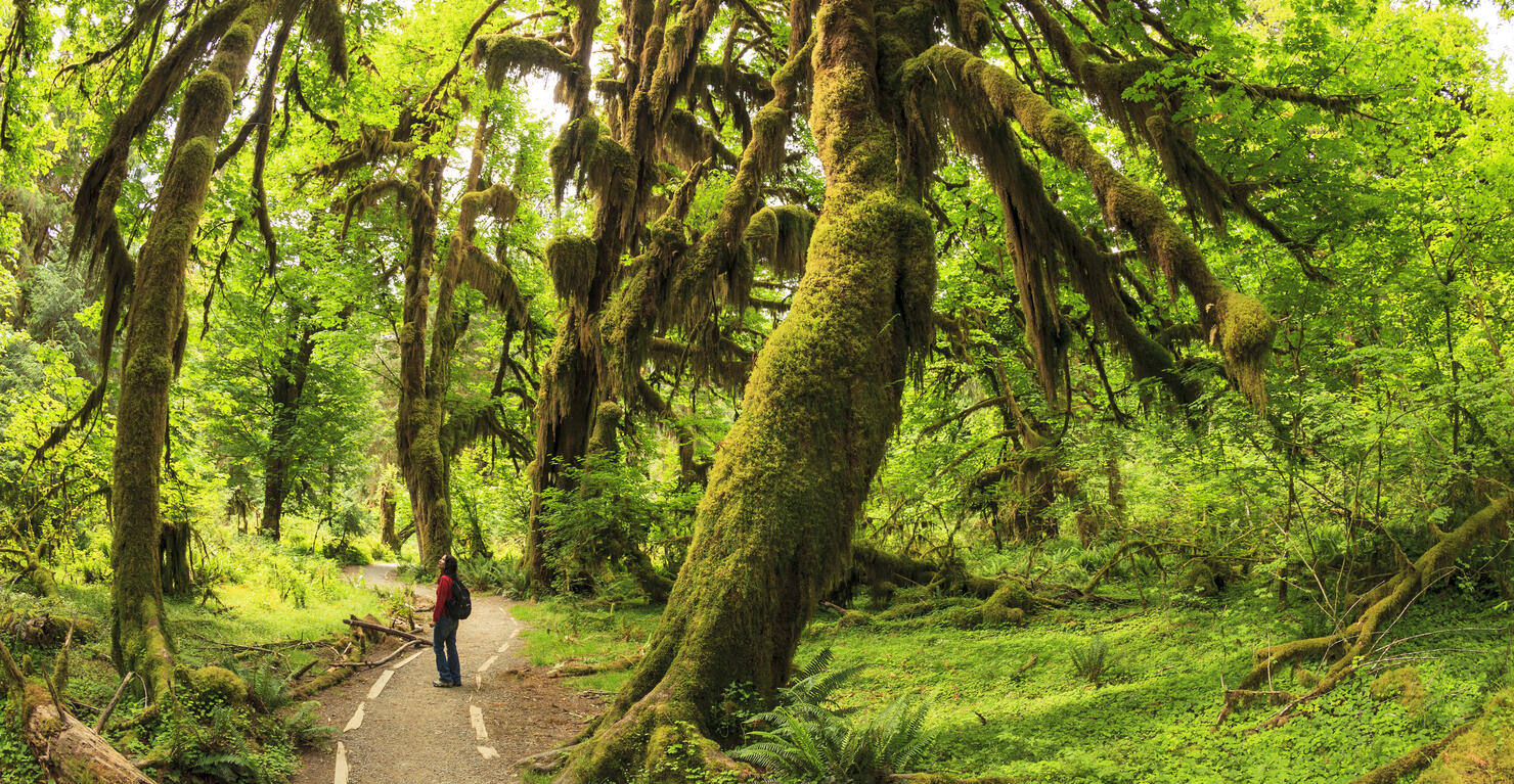 Hoh Rainforest