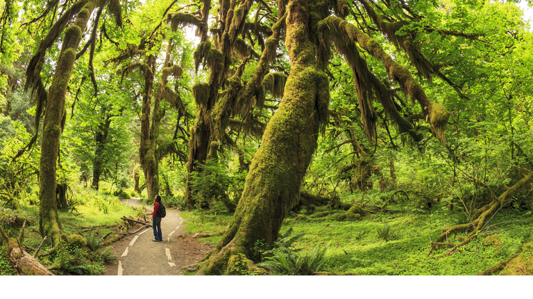 Hoh Rainforest