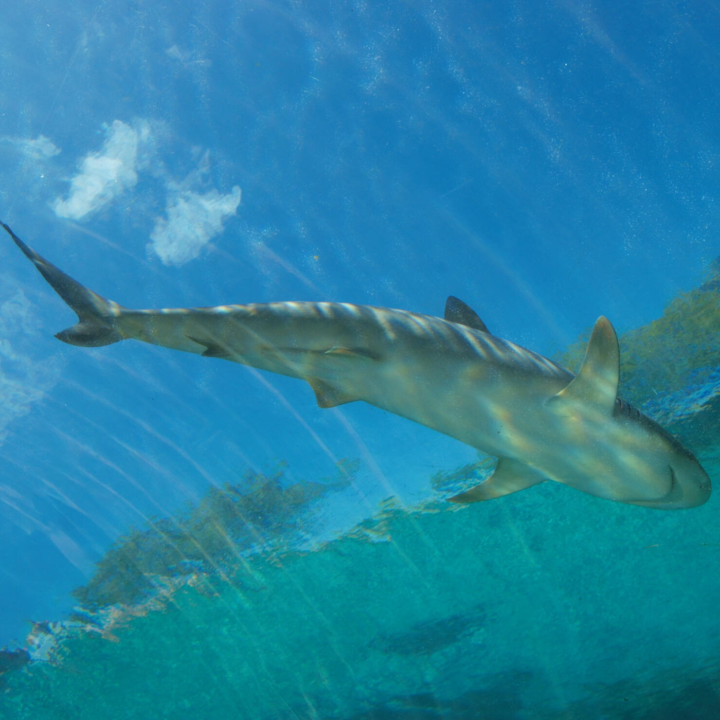 Shark From Below 1