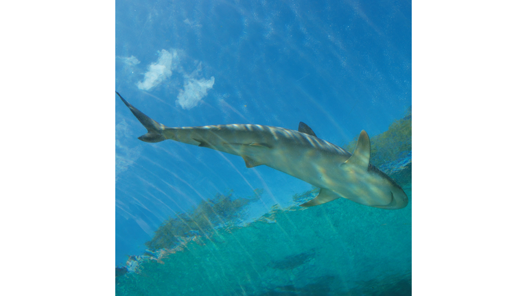 Shark From Below 1