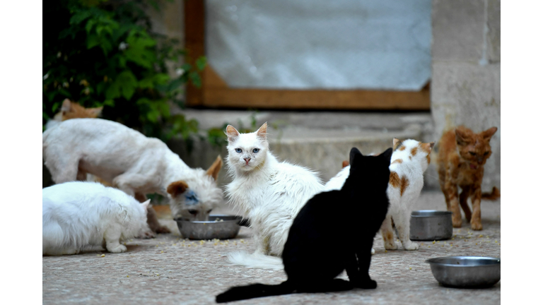 SYRIA-CONFLICT-ANIMAL-SHELTER