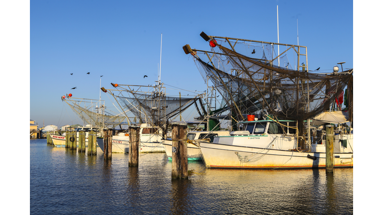 Shrimp Boats