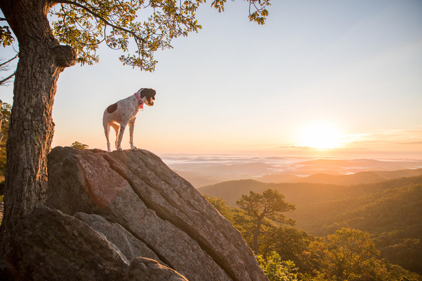 Dog at Sunrise in Shenandoah