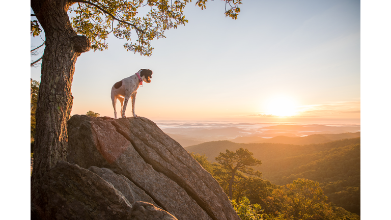 Dog at Sunrise in Shenandoah
