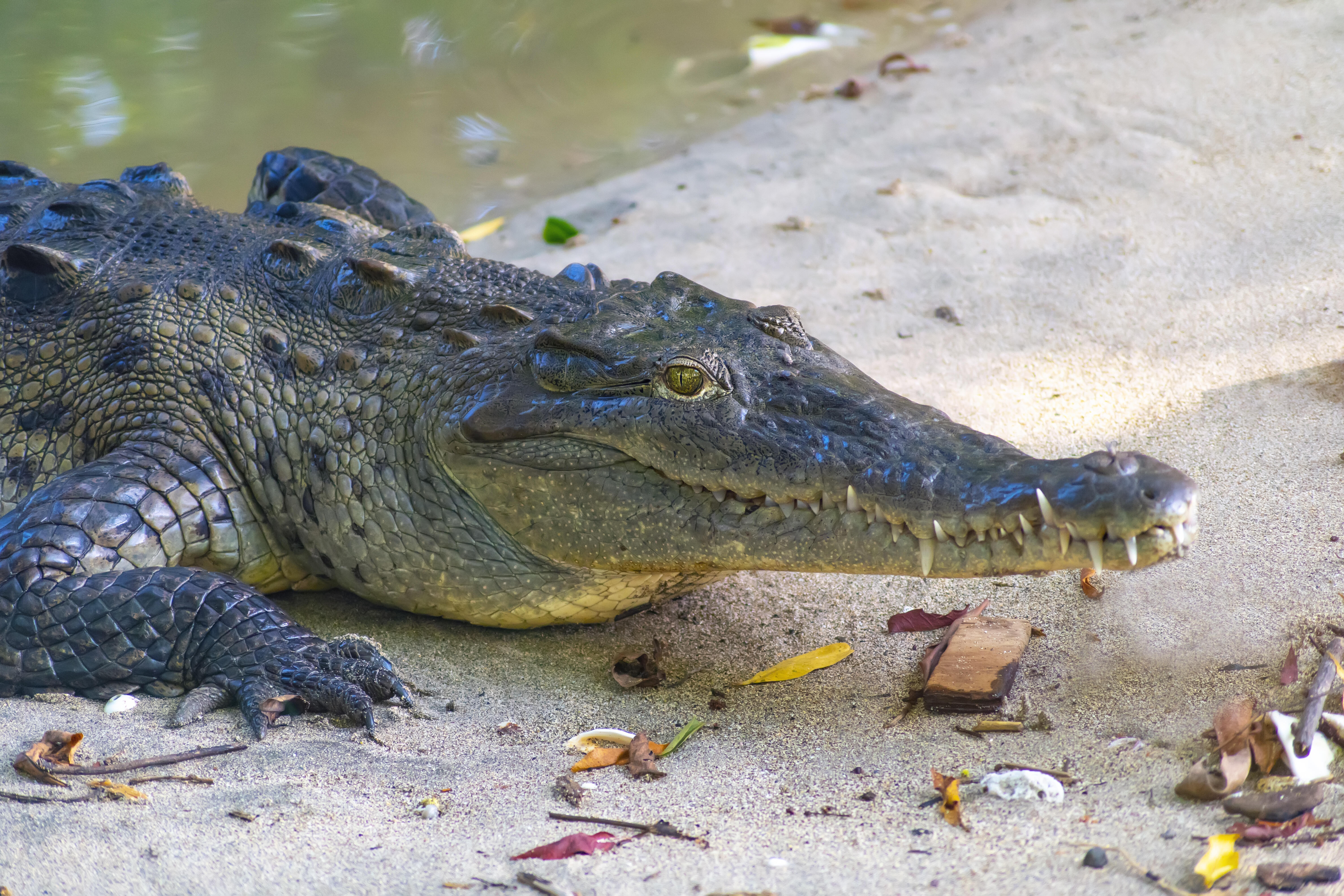 Crocodile Spotted off Popular South Florida Fishing Pier - Florida