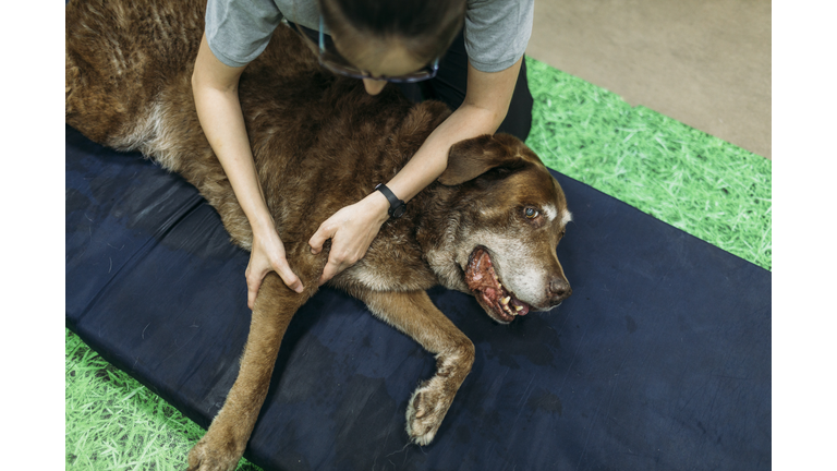 Female physiotherapist massaging old Labrador Retriever's limb on foam