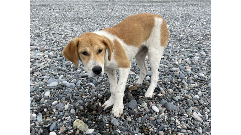 Portrait of homeless dog