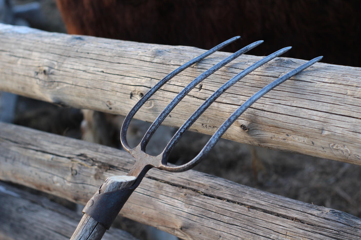 Hay Pitchfork on Wooden Fence Agricultural Equipment on Farmland