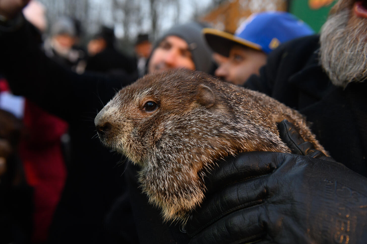 Crowds Gather To See Punxsutawney Phil On Groundhog Day In Pennsylvania