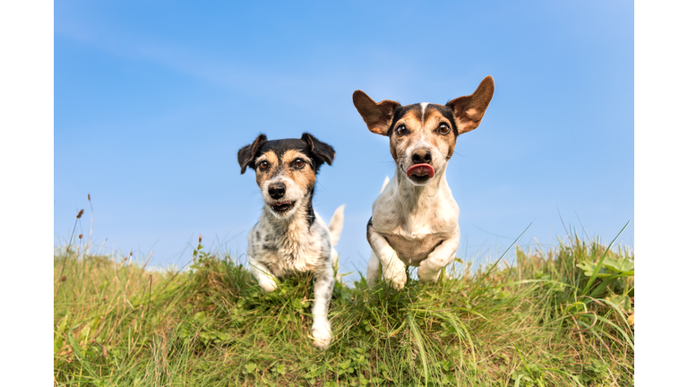 Jack Russell 8 and 10 years old - hair style: broken and smooth - two little cute hunting dogs running and jumping joyfully over an obstacle in a meadow against a blue sky