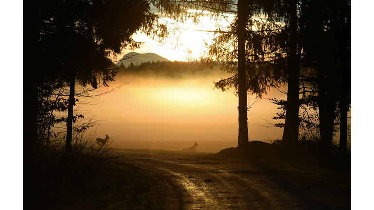 GERMANY-ANIMALS-DEER