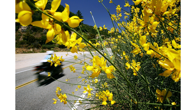 Wildflowers Bloom On First Day Of Summer After Record Rainy Winter