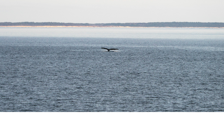 US-WILDLIFE-MARINE-RIGHT_WHALE