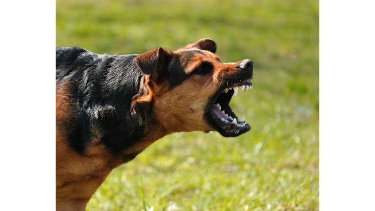 angry dog with bared teeth