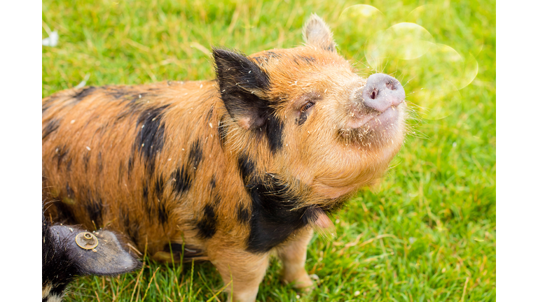 funny portrait of a dwarf pig