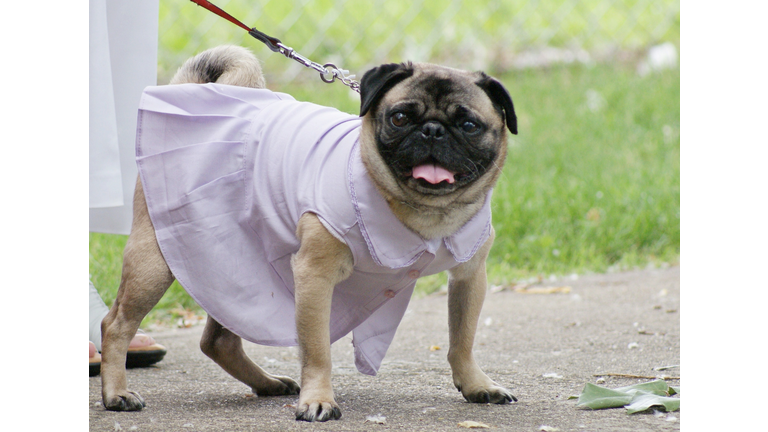 Pug dog wearing a bridesmaid dress