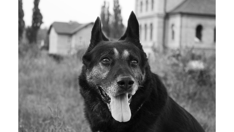 German Shepherd Mixed Breed Dog Close Up