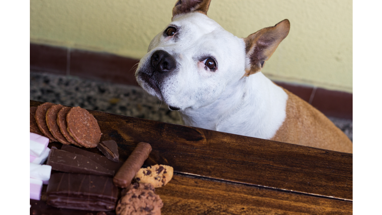 Dog and dangerous food to him