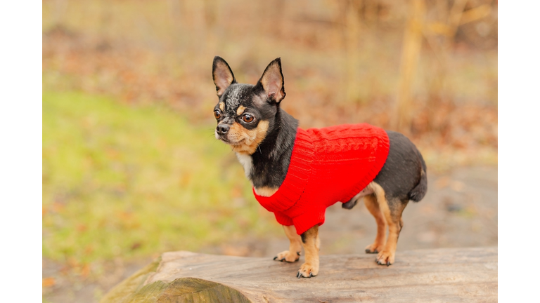 Pet, animal. Chihuahua dog in a red sweater on the background of nature, park.