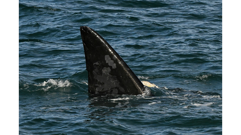 ARGENTINA-ENVIRONMENT-ANIMAL-WHALE