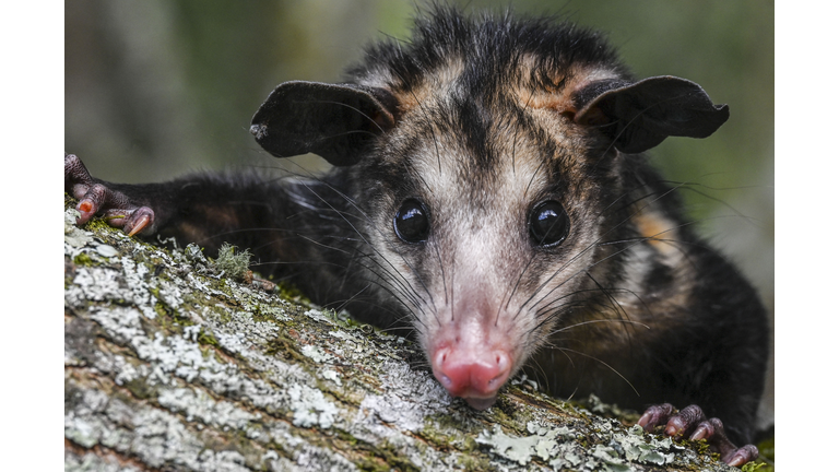 COLOMBIA-OPOSSUMS-RESCUE
