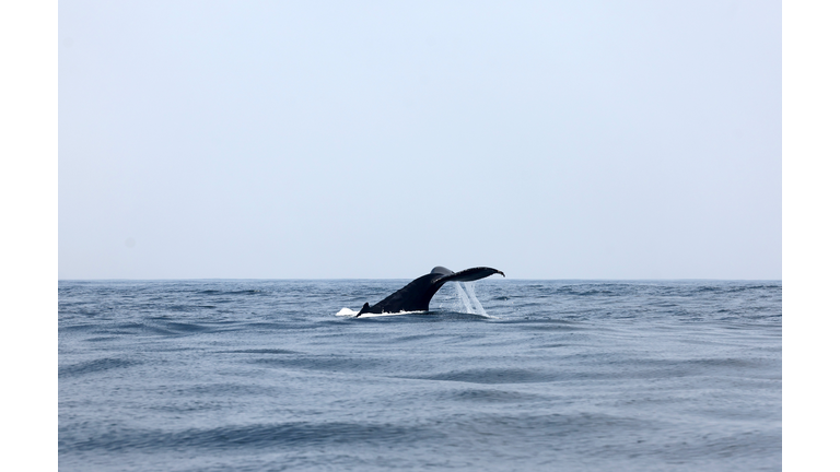 Biden Administration Close To Naming First National Marine Sanctuary Site Designated By A Tribe, Chumash Heritage National Marine Sanctuary