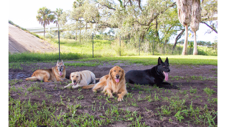 Four dogs lying down in a dog park, United States