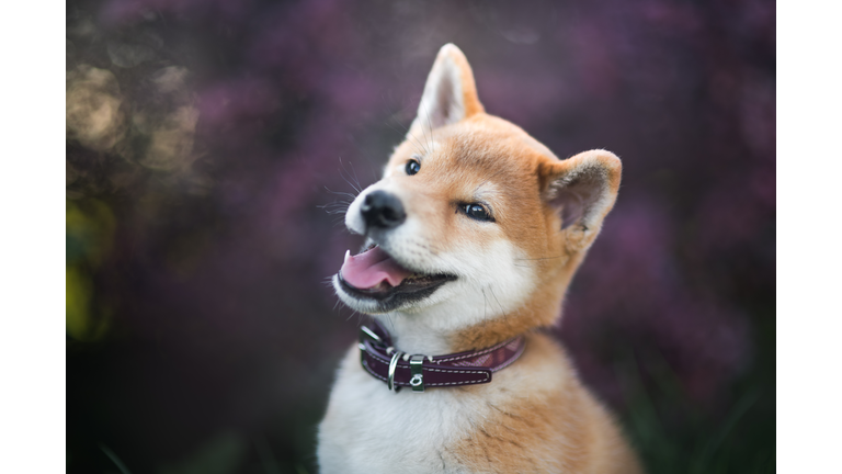 Close-Up Of Dog Looking Away, Krakw, Poland