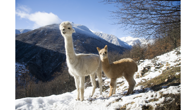 Italy, Piedimont, 3 months old male Alpaca with mother