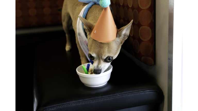 Chihuahua Dog Celebrates His Birthday With Sweet Treat