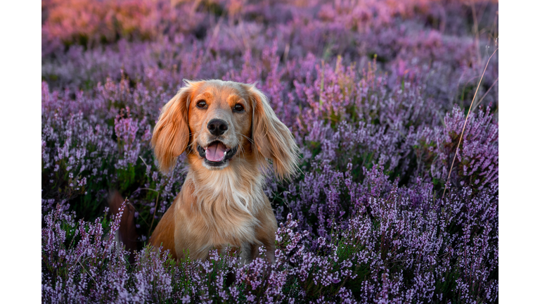 Portrait of cocker spaniel amidst plants