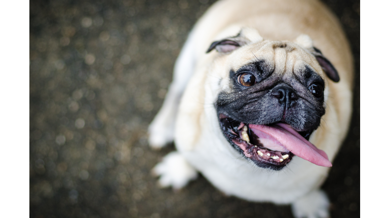 Cute pug dog with funny face