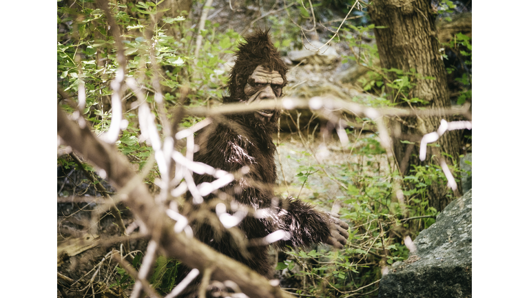 Bigfoot in WIld