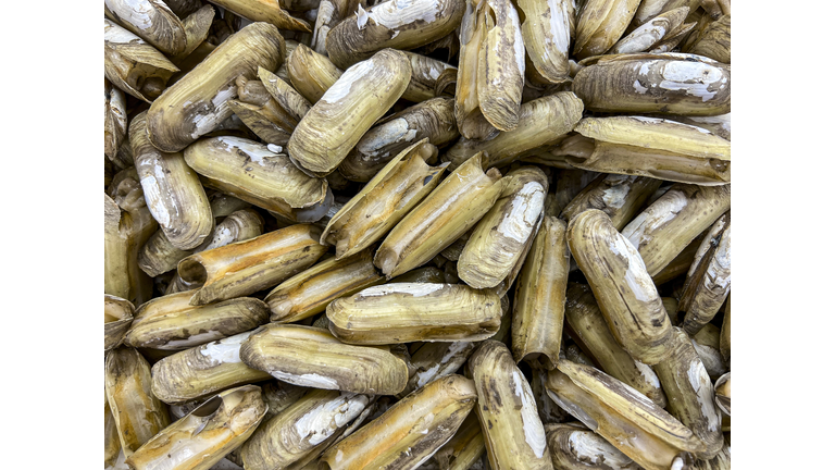 Razor shells, razor clams from China, Solenidae