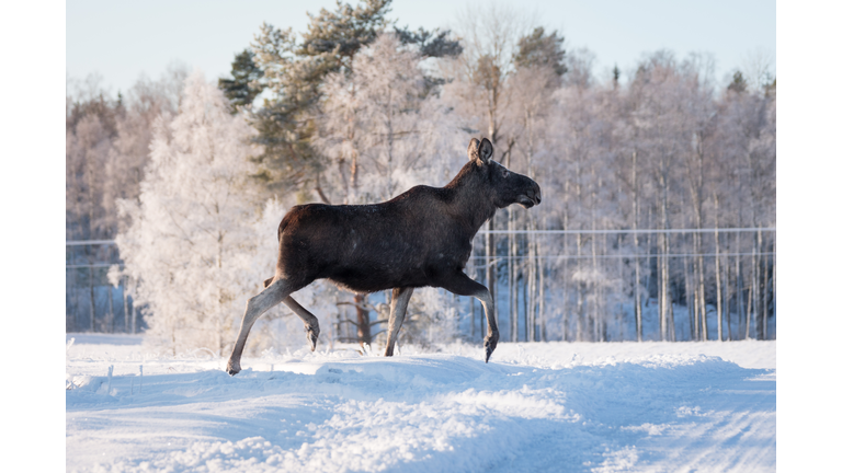 Mother Moose Trotting in snow