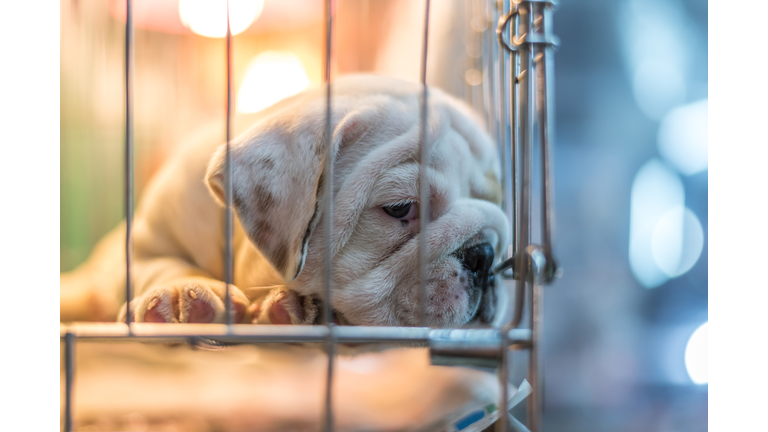 Puppy wait in dog cage in pet shop hope to freedom