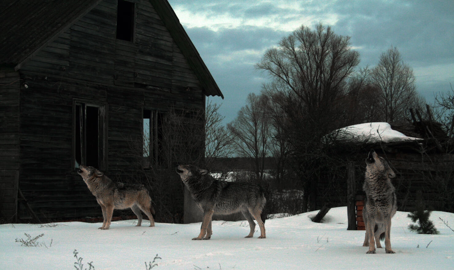 Howhling wolves