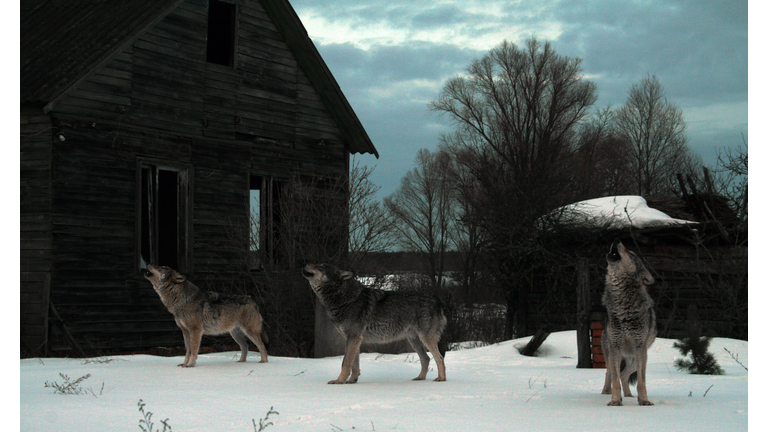 Howhling wolves