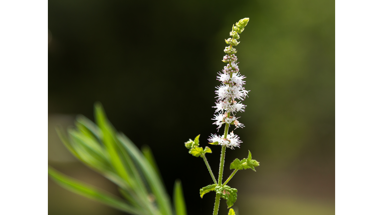 Black Cohosh: White Efflorescence
