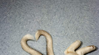 VIDEO: Dog Helps Puppy Learn To Sit