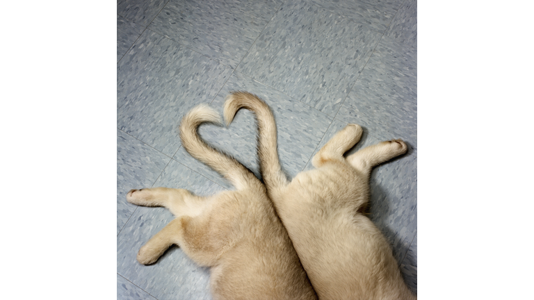 Two puppy tails in heart shape