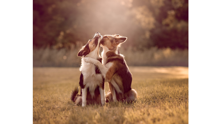 Two Border Collie dogs showing affection