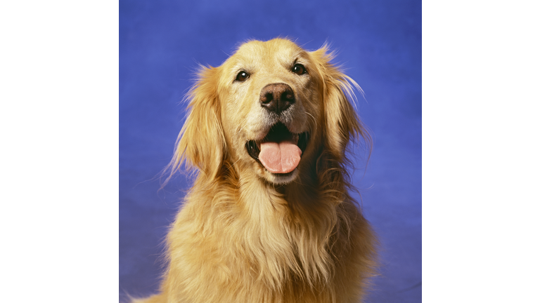 Golden retriever with mouth open