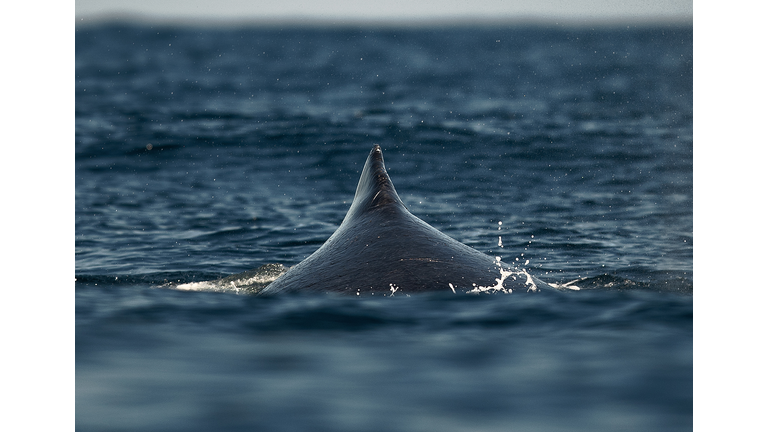 BRAZIL-ANIMAL-WILDLIFE-WHALE-FEATURE