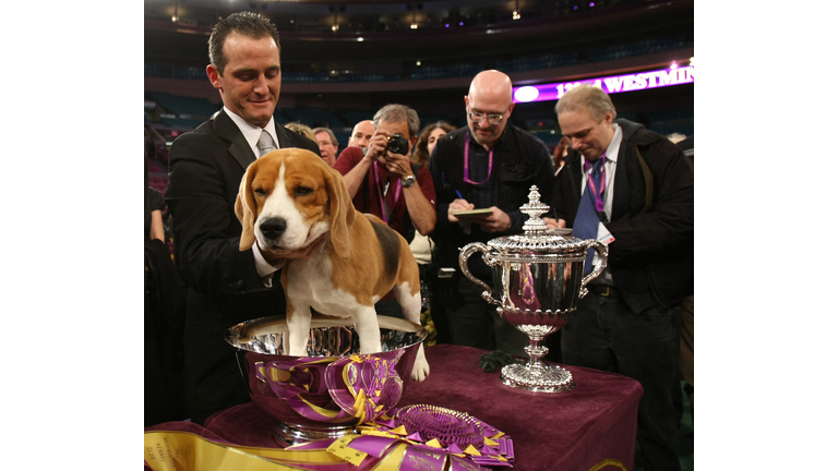 US-WESTMINSTER DOG SHOW