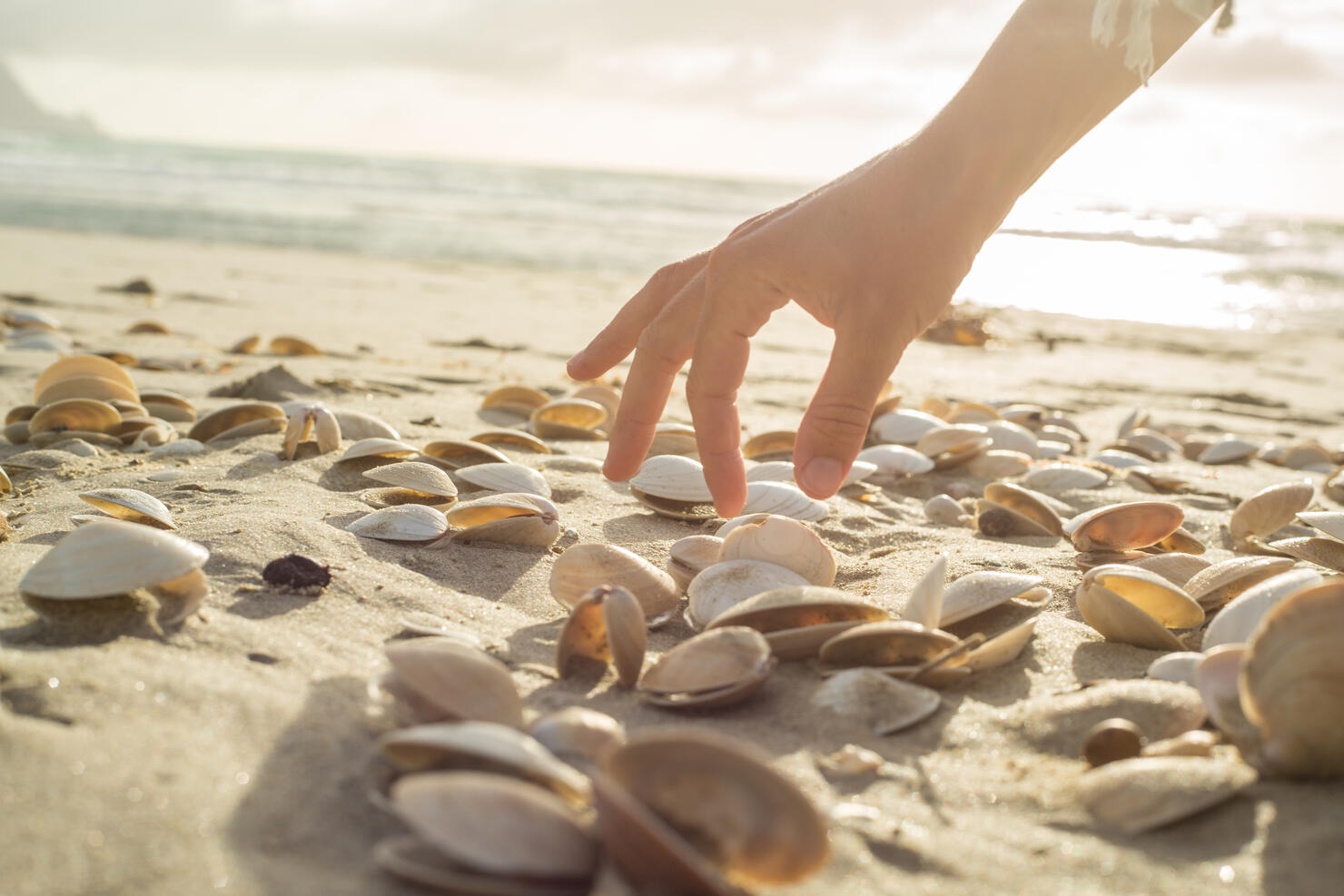 Close up on woman's hand picking up seashells from beach