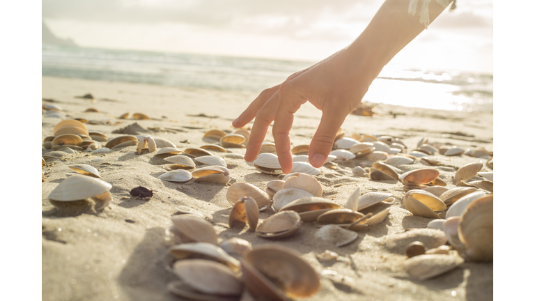 Close up on woman's hand picking up seashells from beach