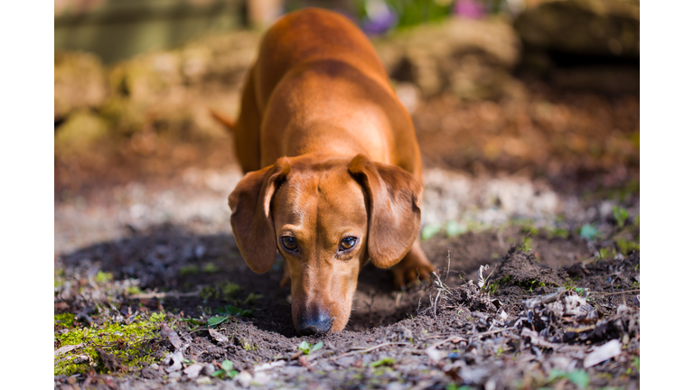 Dog sniffing dirt